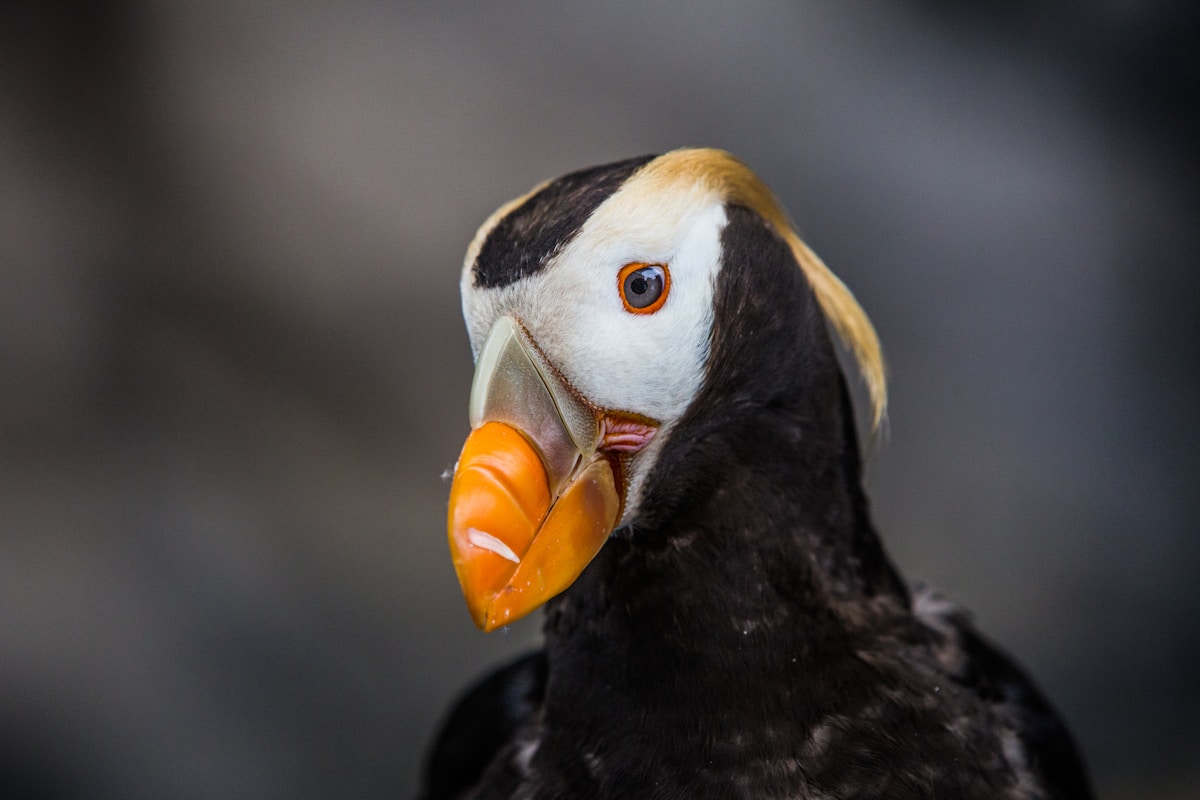 Puffin Population Explodes! Record Numbers Found on Welsh Island