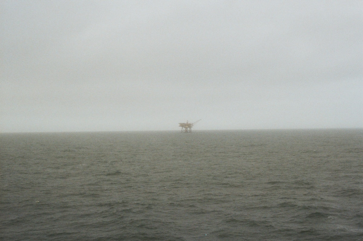 Three Baby Rabbits Rescued from Oil Rig in the Middle of the Ocean!