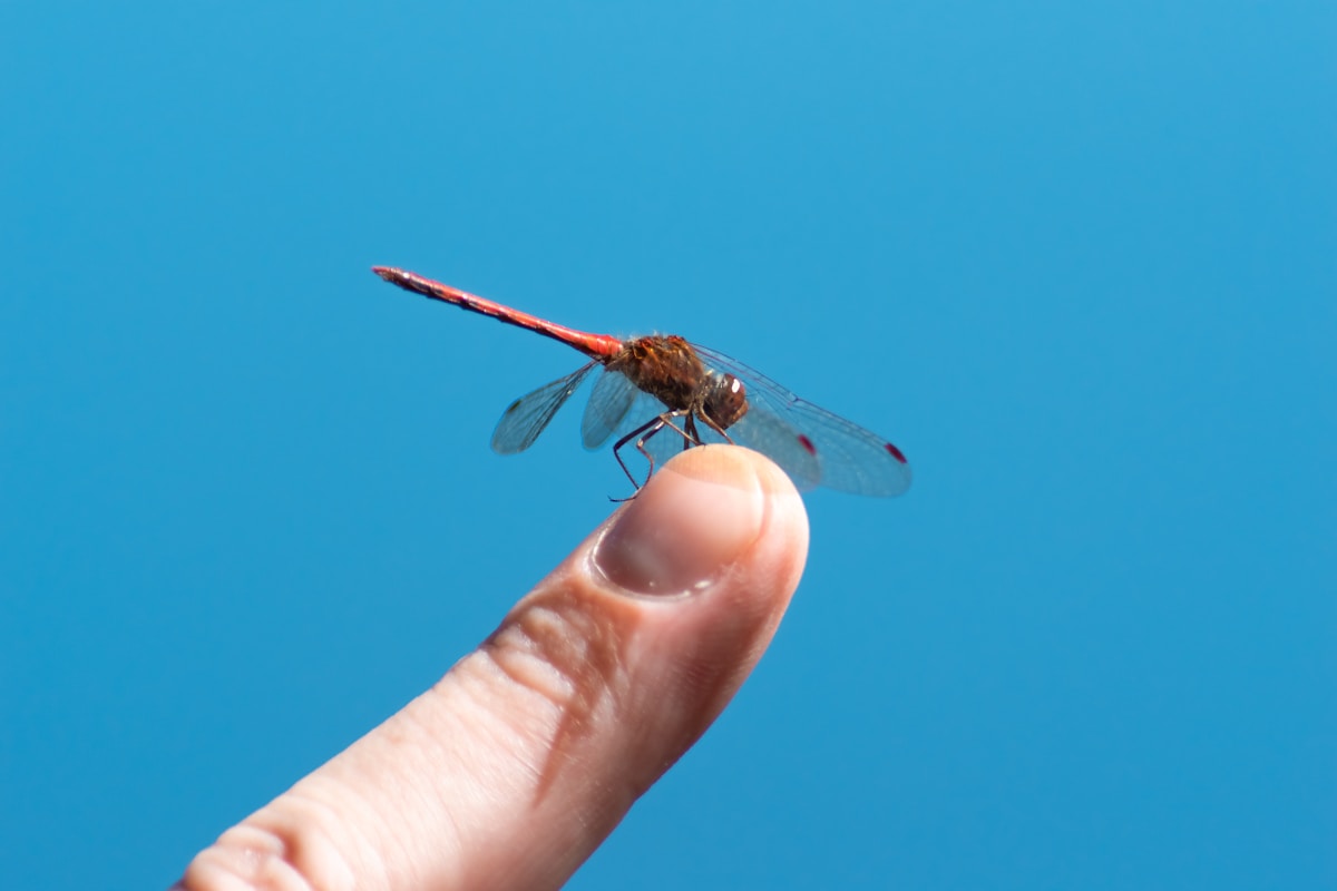 Giant Bugs of Ancient Earth Didn't Need Extra Oxygen to Grow Huge