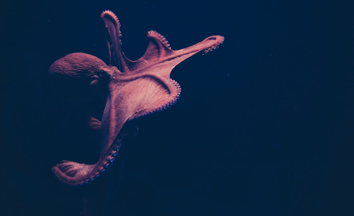 Giant Monster Octopuses Ruled the Oceans 100 Million Years Ago