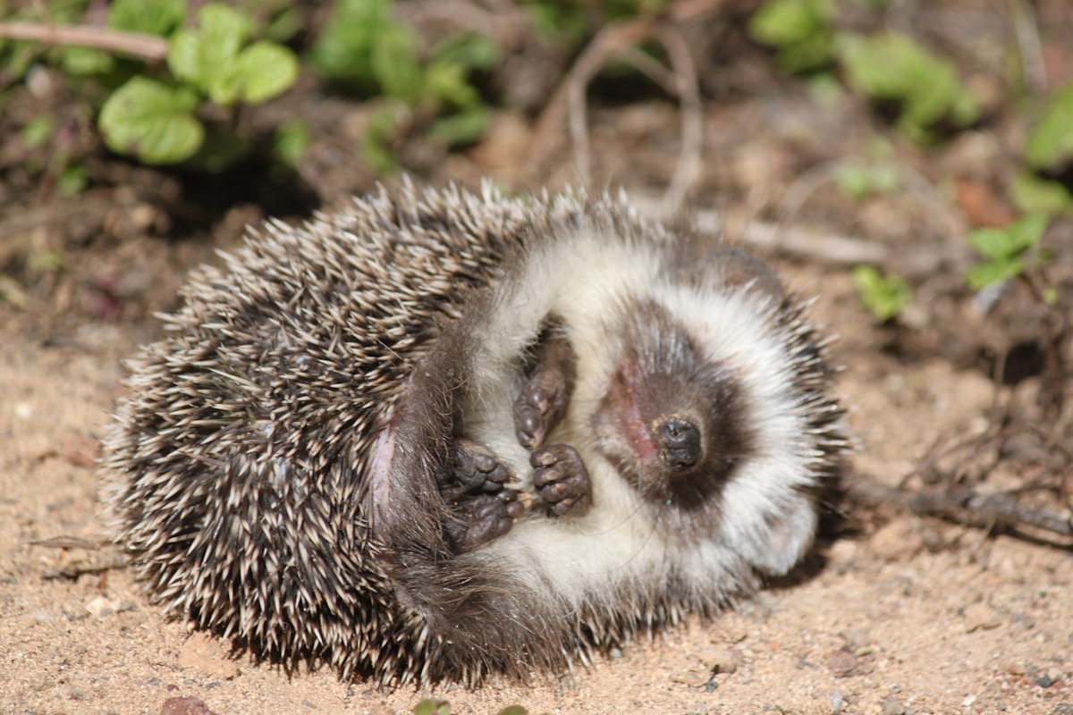 Surprise! A Living Baby Hedgehog Was Hidden in a Charity Shop Donation