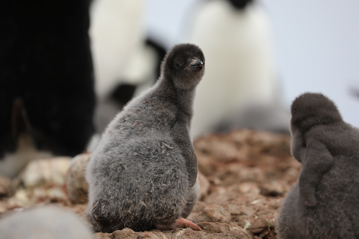 Two Fluffy Penguin Chicks Open Their Eyes for the First Time!
