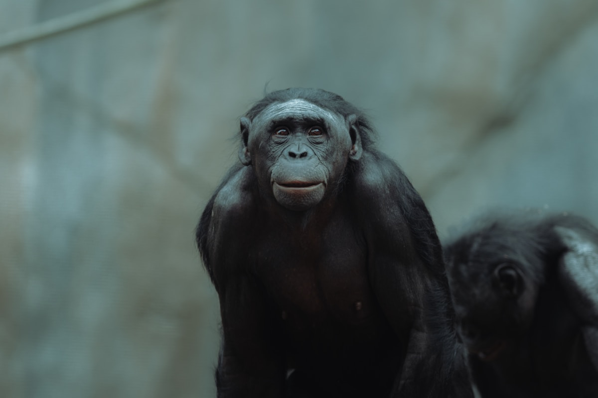 Amazing! Chimps and Bonobos Never Forget a Friend's Face