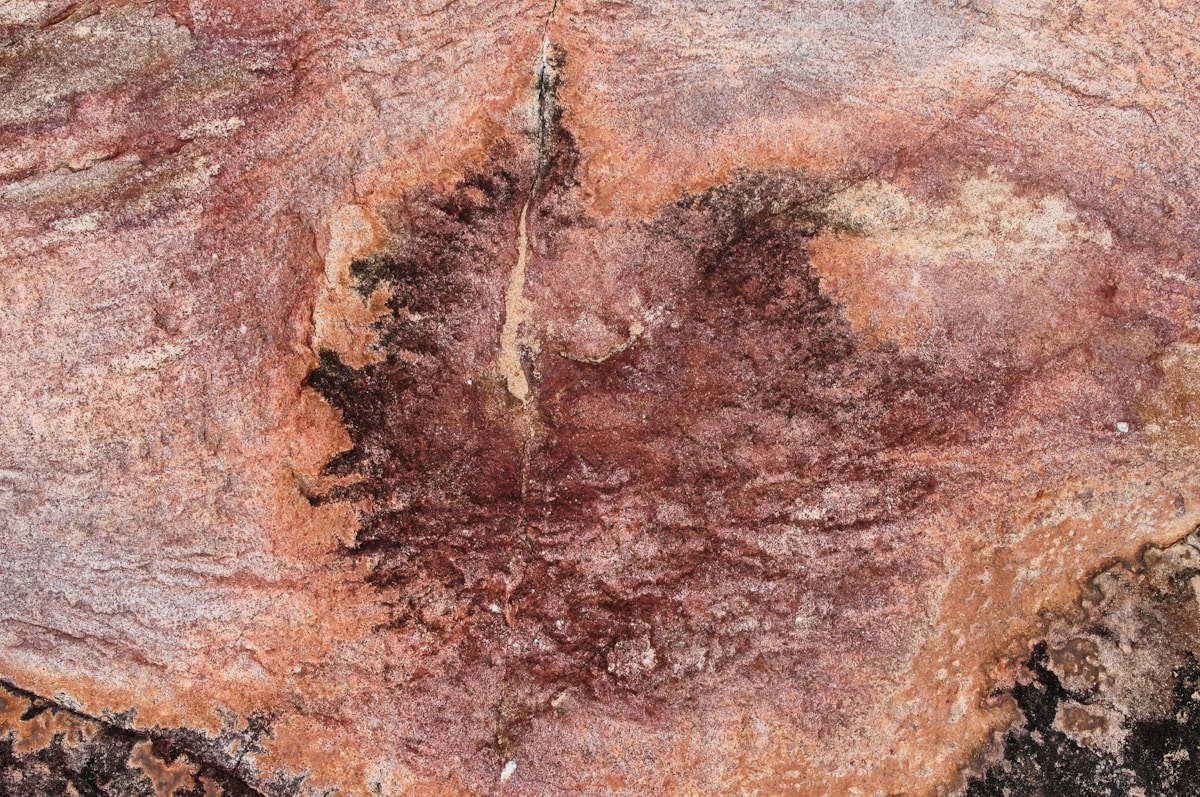 Hidden Blood Vessels Found Inside a T. Rex Bone!