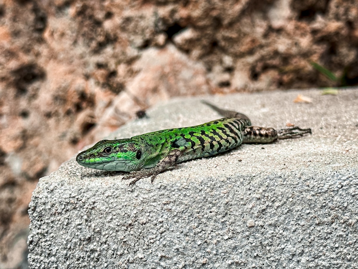 Super-Strong Green Lizards Are Taking Over and Winning the Battle