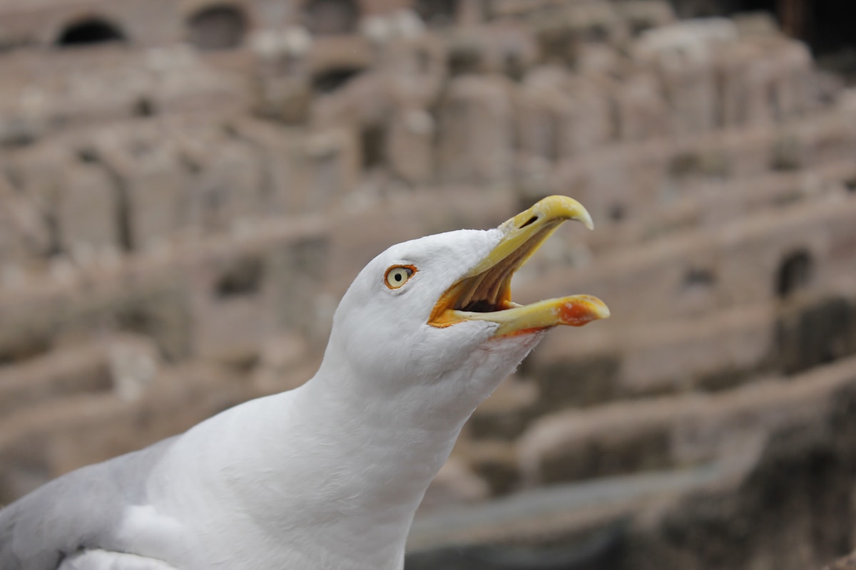 People Compete to Make the Best Seagull Screech Ever!