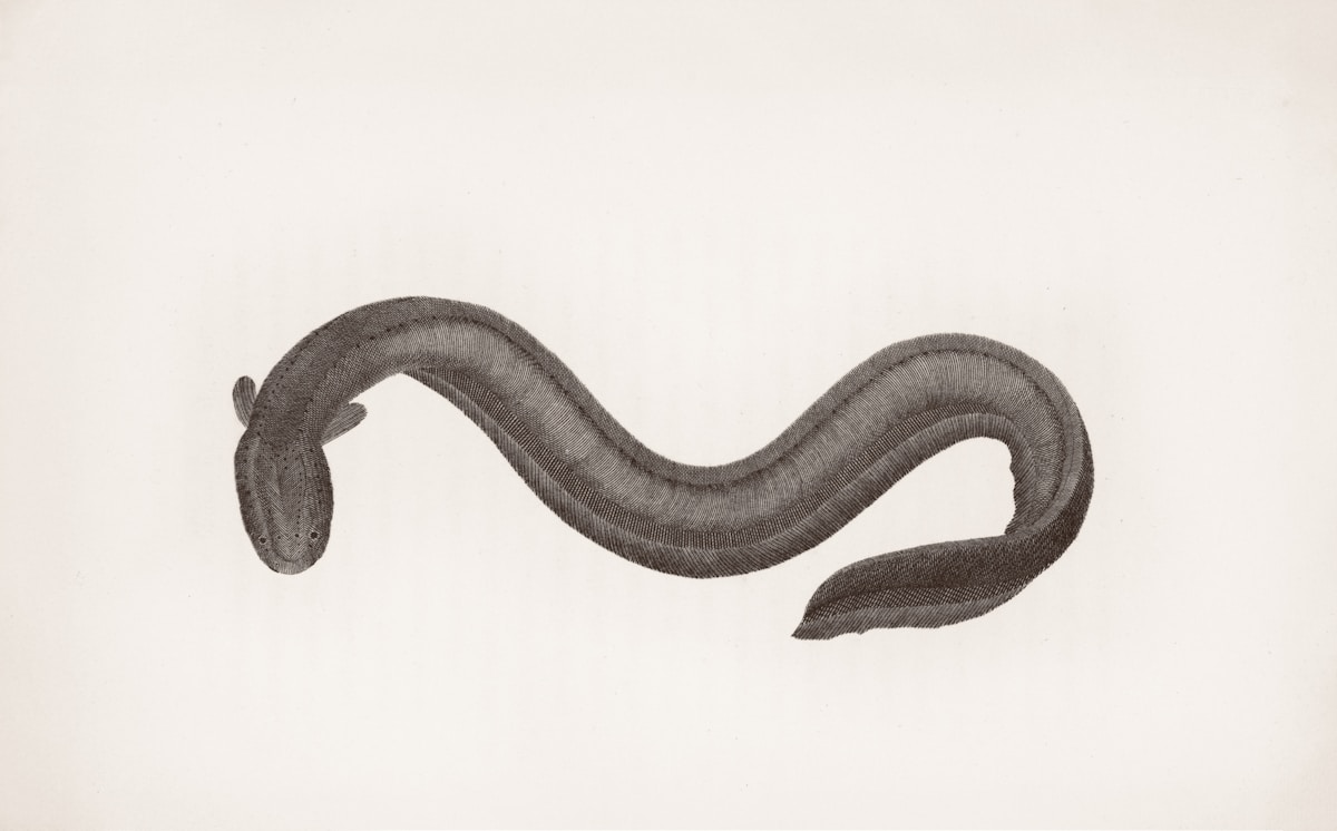 Your Eyes Came From a Cyclops Creature 600 Million Years Ago!