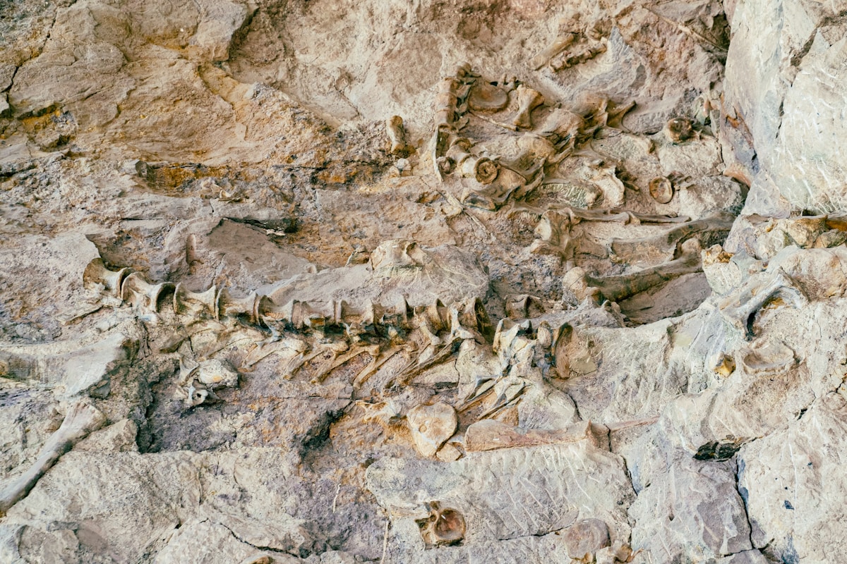 Giant Snake Bigger Than a Bus Discovered Hidden in Indian Rock