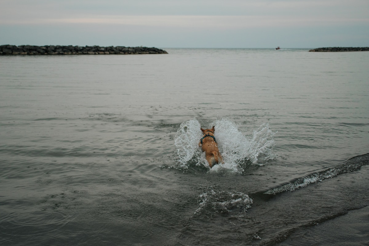 Animals Can Feel JOY! Scientists Learn to Spot Happy Feelings