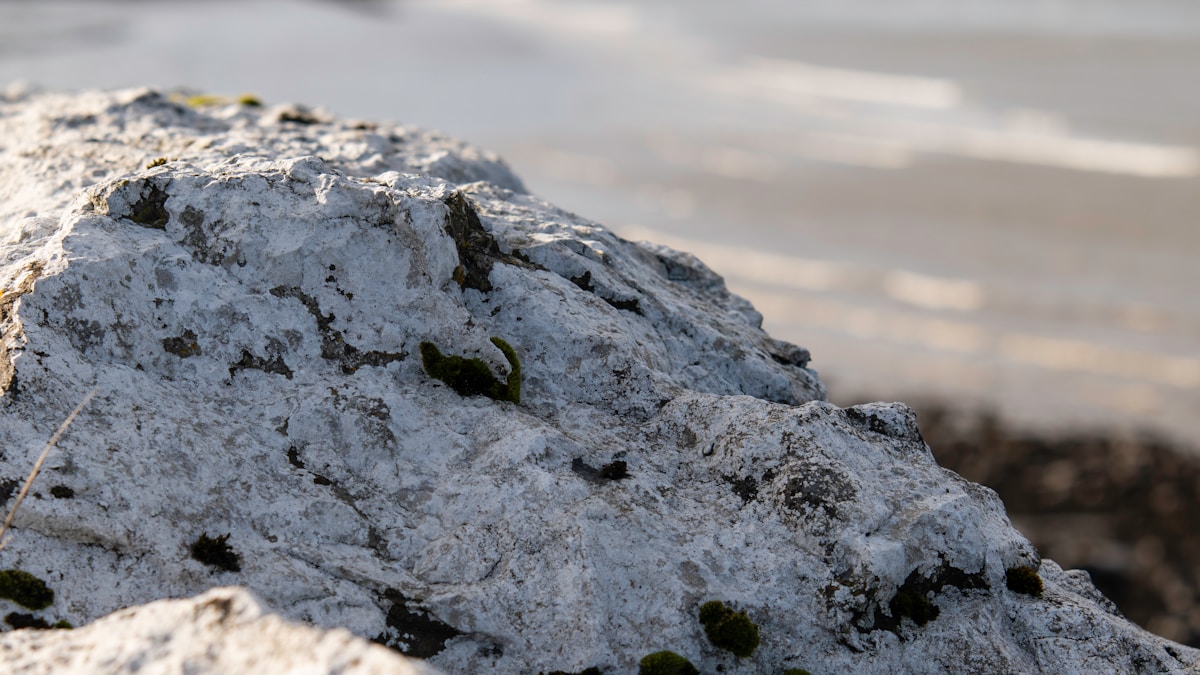 Bird Poo Reveals Hidden Secrets About Ocean Life Through Time