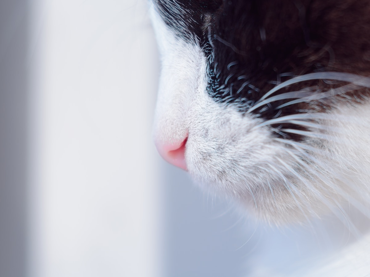 Your Nose Has a Secret Map That Controls How You Smell!