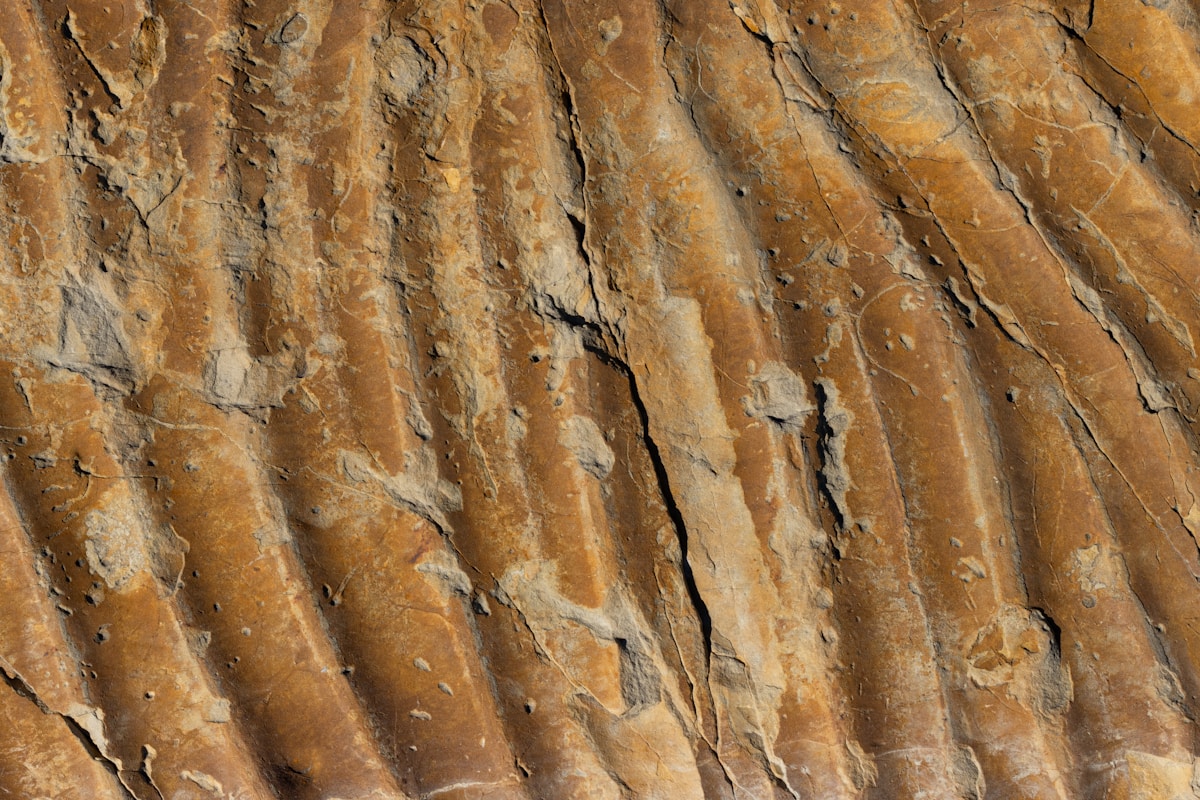 Meet Tanyka: The Ancient Animal With a Jaw Twisted Like a Pretzel