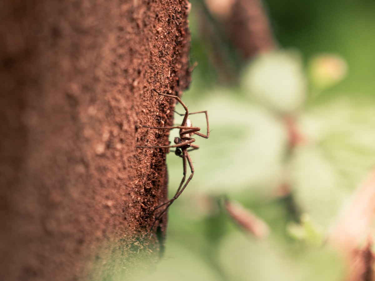 Meet the Tiny Spider That Hunts Bugs Six Times Its Size!