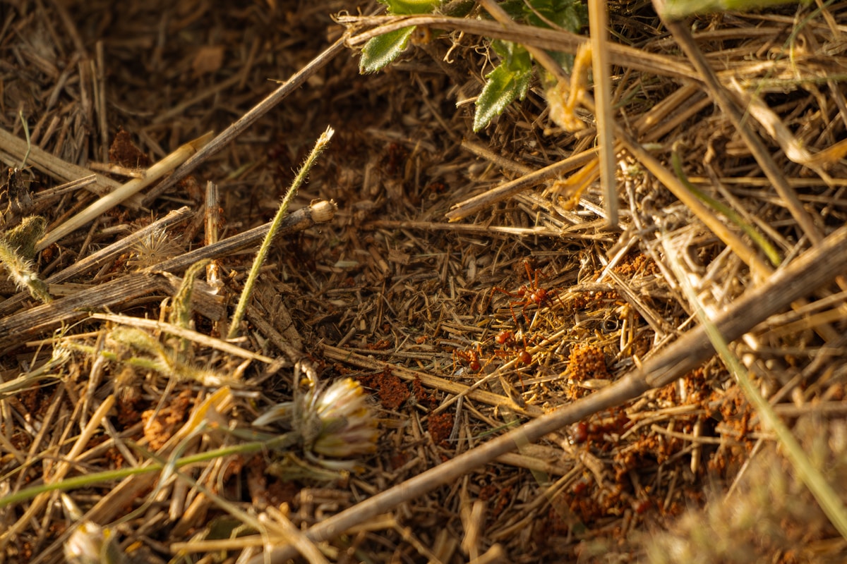 Adorable Bandicoots Return to Their Island Home!