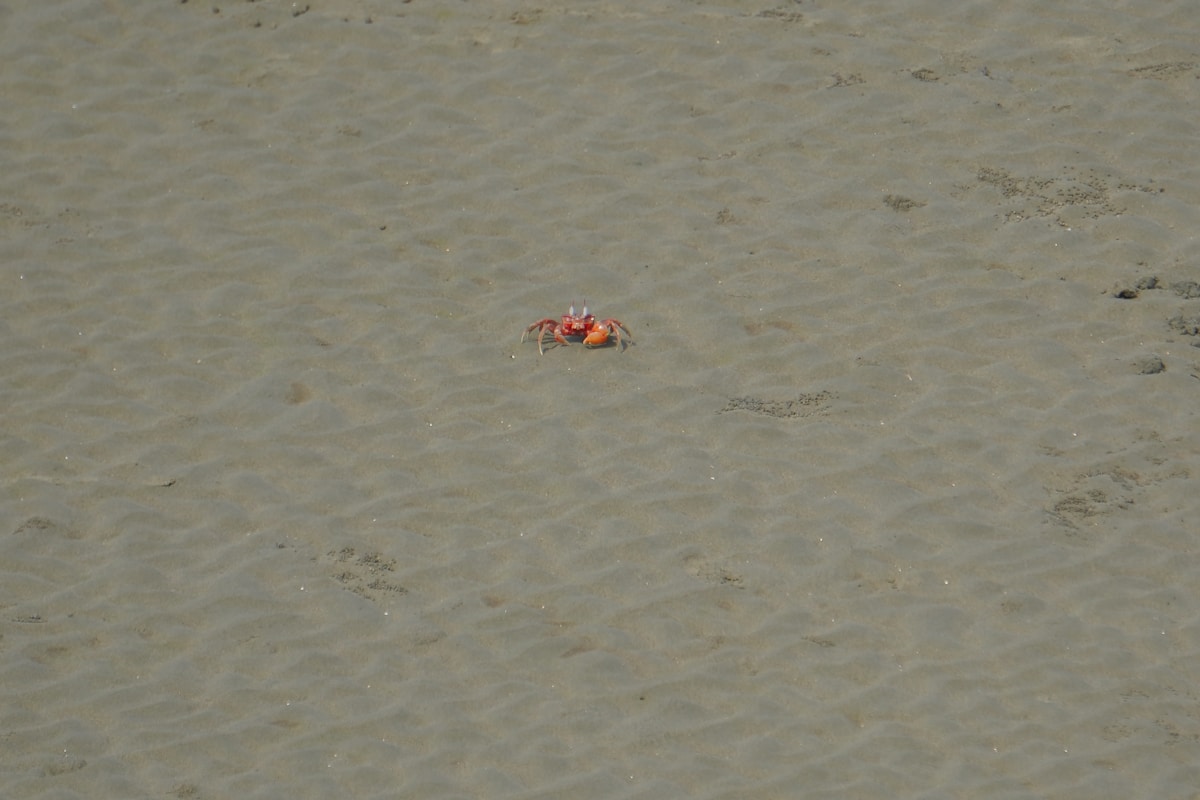 The Ancient Secret Behind Why Crabs Walk Sideways!