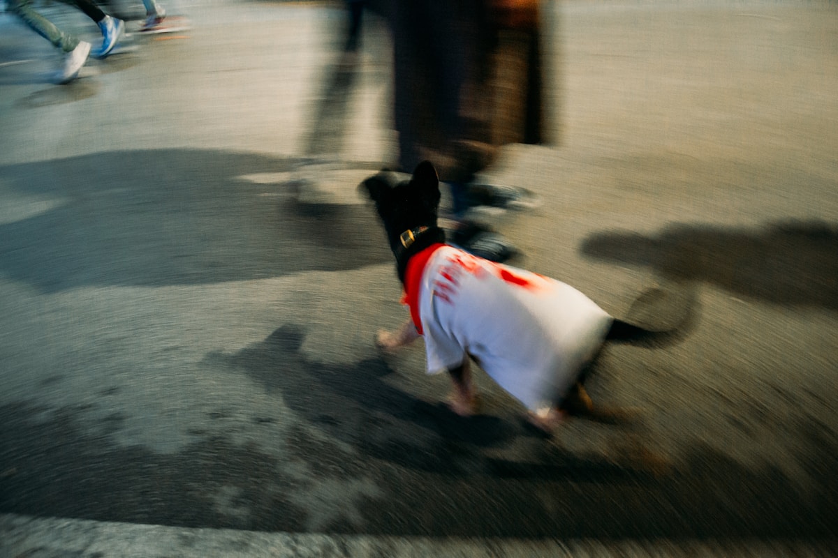 Dogs Can Now Dress Like Football Stars!