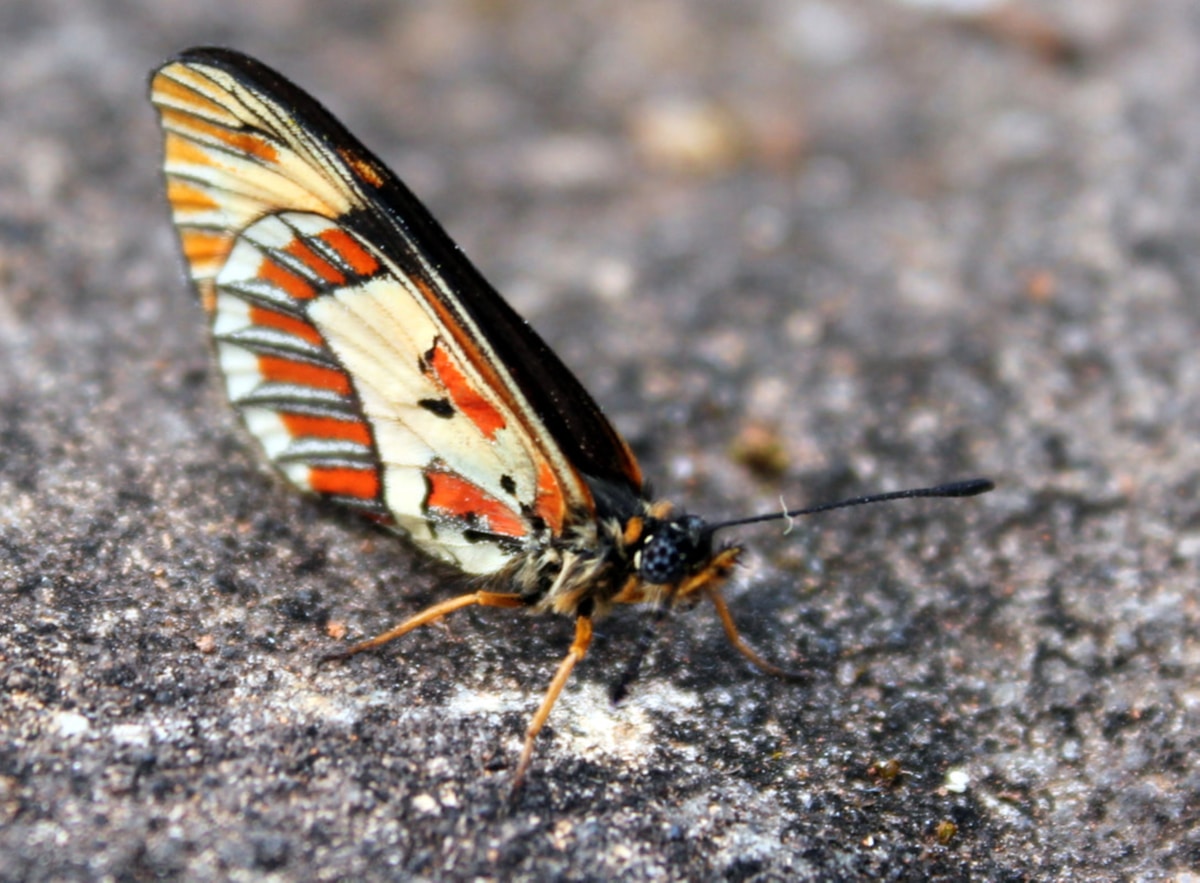 Butterflies Keep Using the Same Superpower Recipe for 120 Million Years