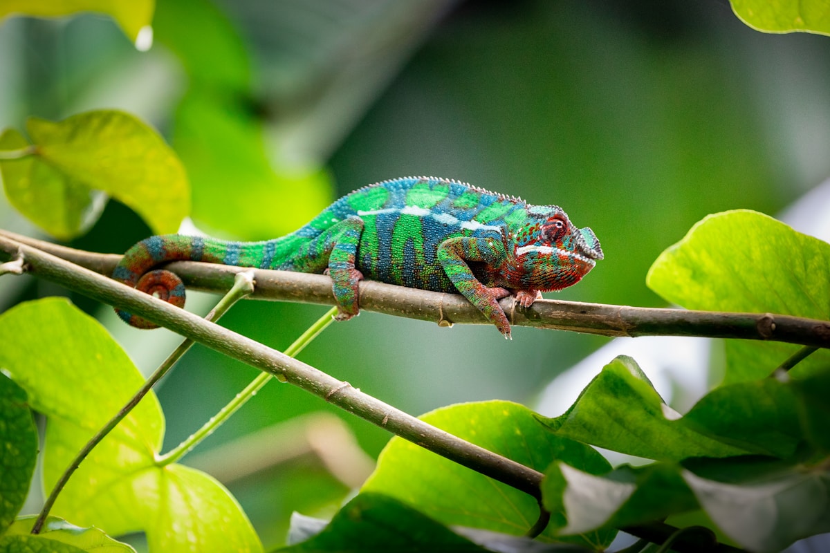 Scientists Just Named a Brand New Chameleon Species!