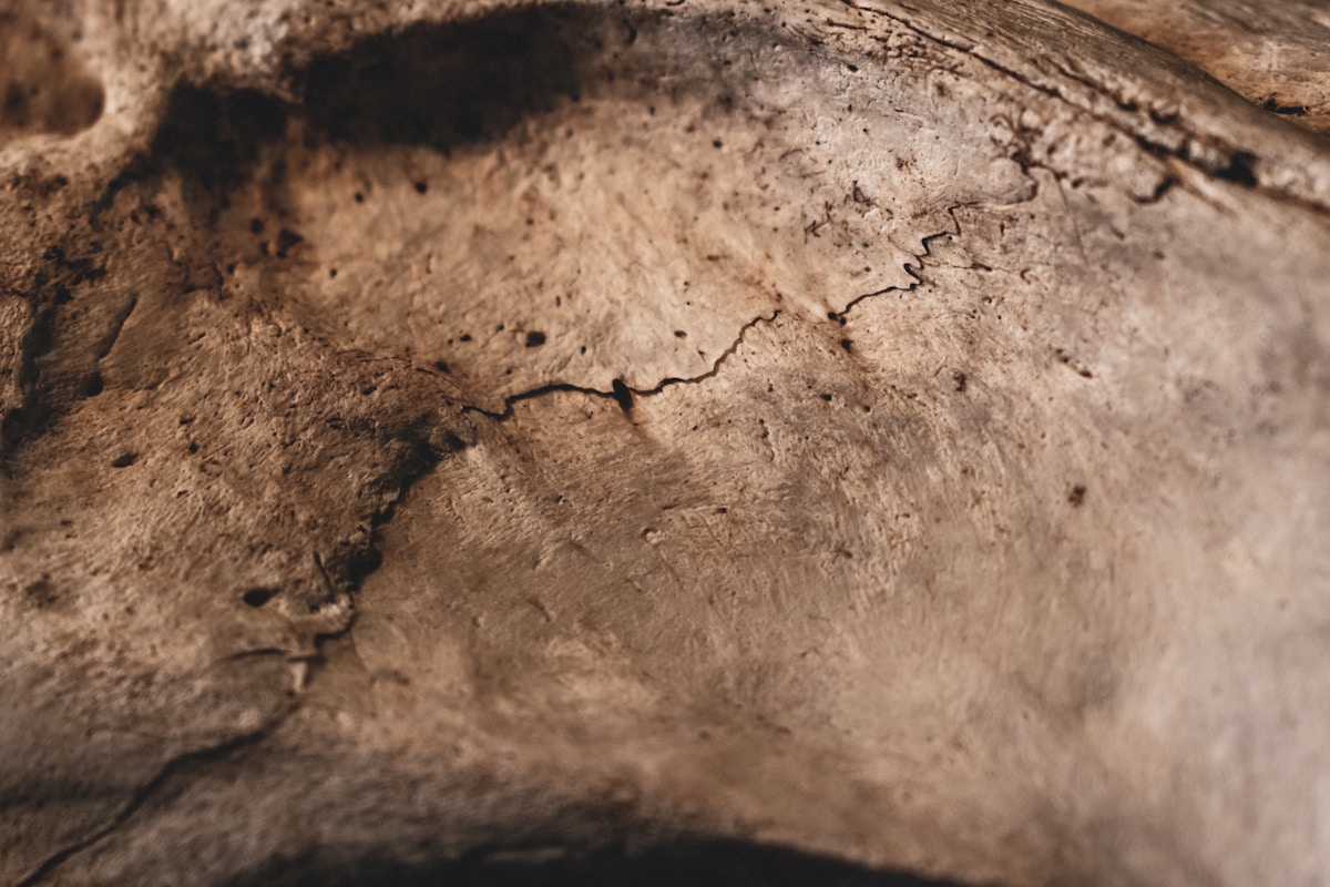 Dinosaur Cannibals! T-Rex Cousin Ate Another Dinosaur 75 Million Years Ago