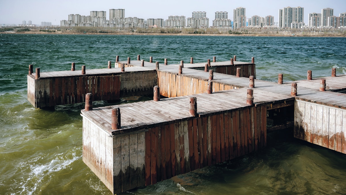 Giant Sea Lion Named Chonkers Takes Over San Francisco Waterfront!