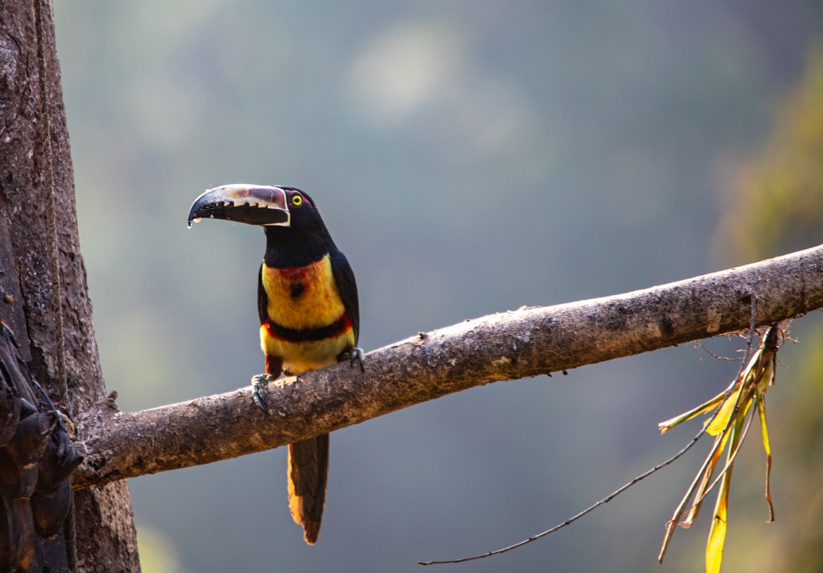 14 Colorful Toucans Rescued and Ready for New Homes!