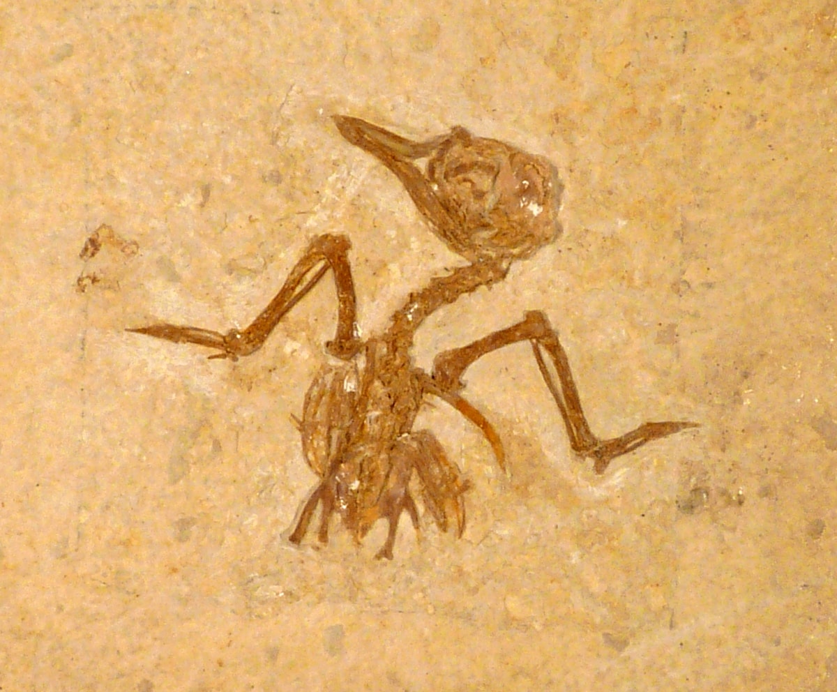 Giant Ancient Monster Found Hidden in a Garden Wall!