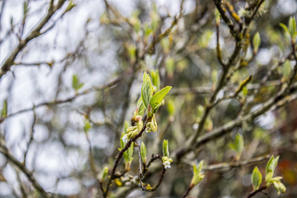 Smart Oak Trees Trick Hungry Caterpillars by Delaying Spring