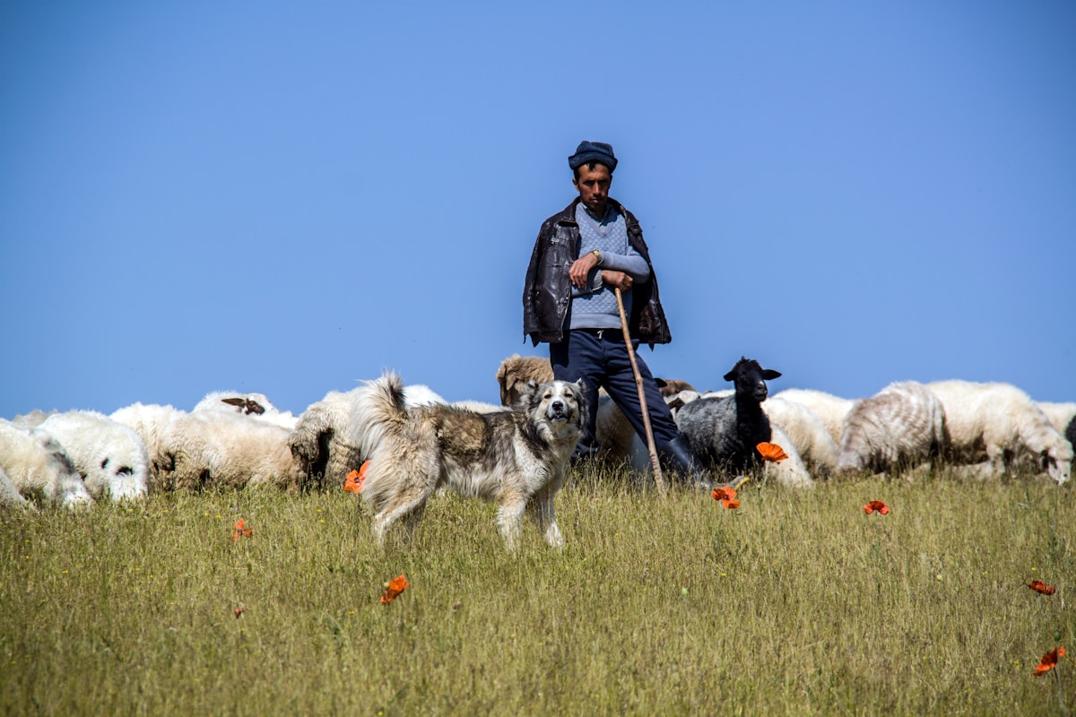 Wolverine Becomes a Shepherd! Hugh Jackman Learns Real Farm Life