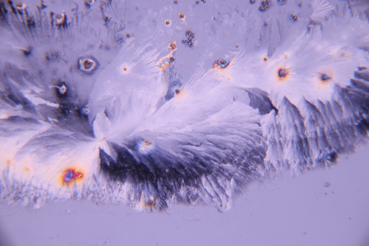 Tiny Pond Creature Has DNA That Breaks Nature's Rules!