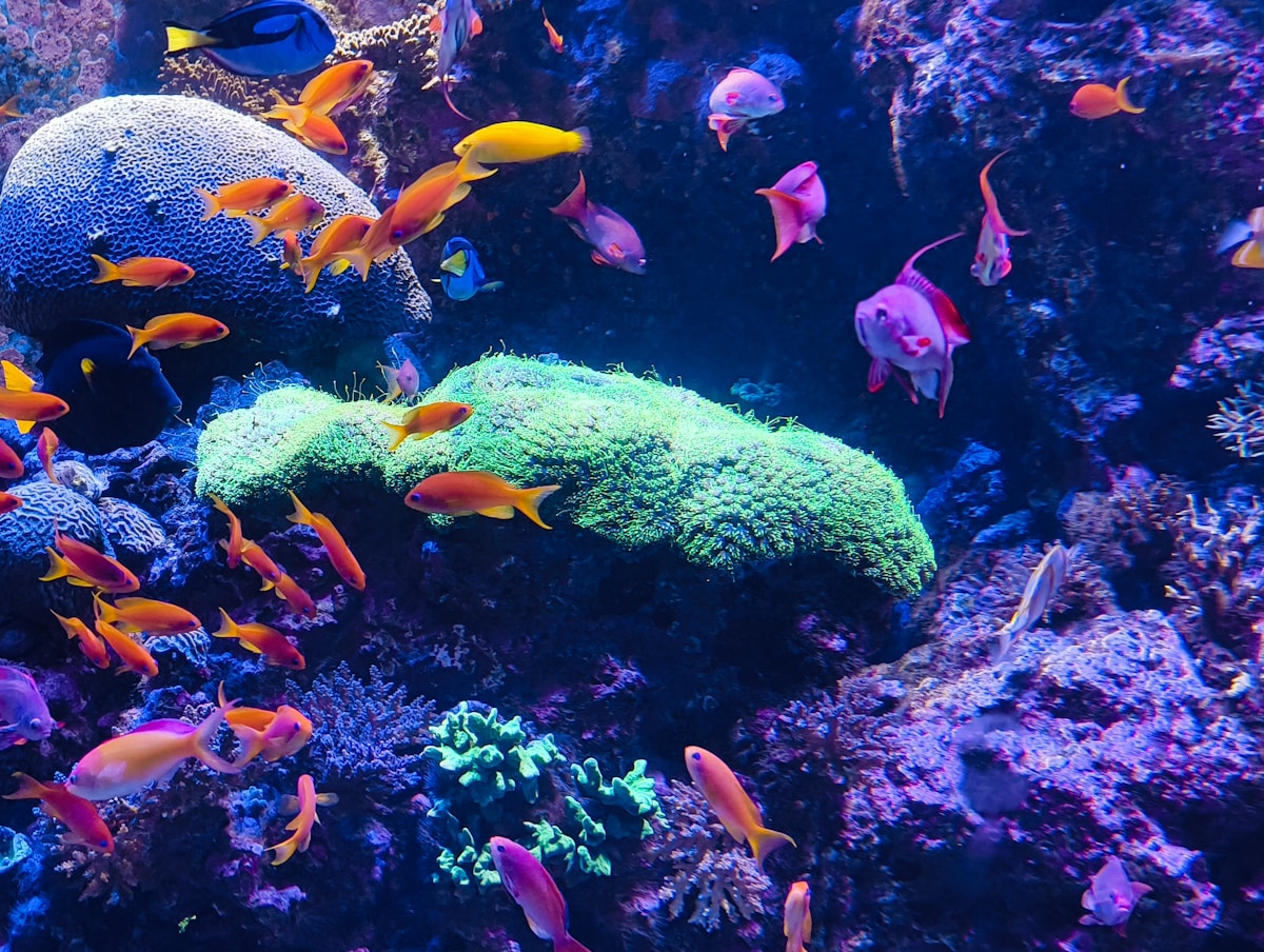 Tiny Superheroes Living Inside Coral Reefs Could Save Lives!
