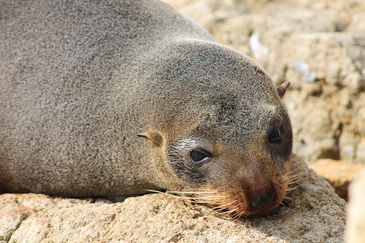 Fur Seals' Hearts Race Hours After Coming Home From Deep Sea Hunts
