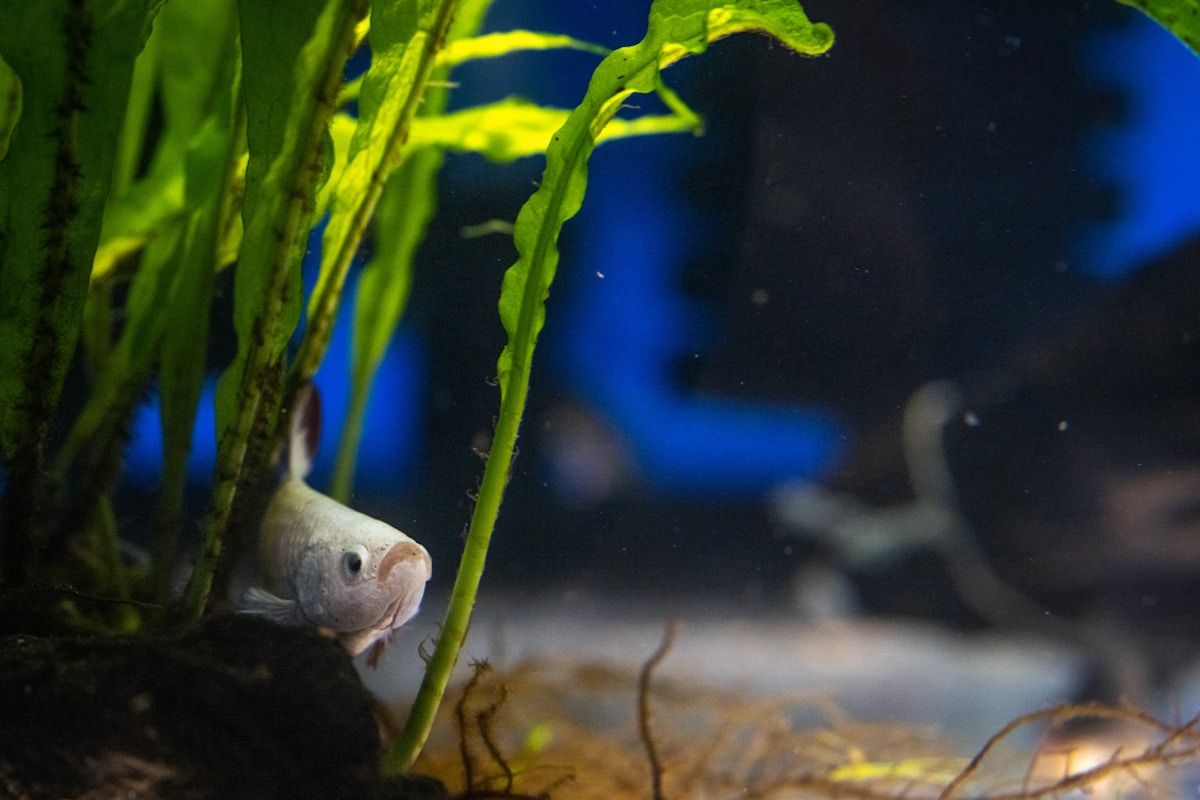 Scientists Unlock the Secret Code to Regrowing Lost Arms and Legs