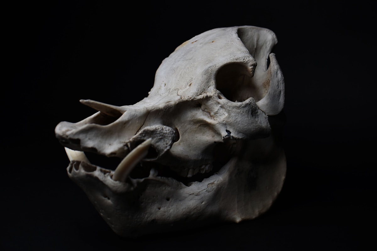 Meet the Ancient Koala With Built-In Dimples!