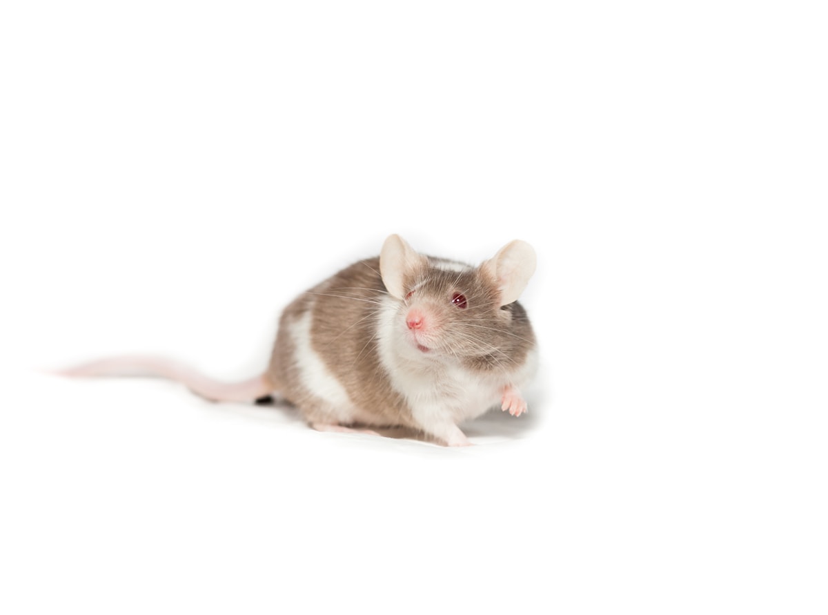 Meet the Super-Healthy Mice With a Secret Superpower Gene