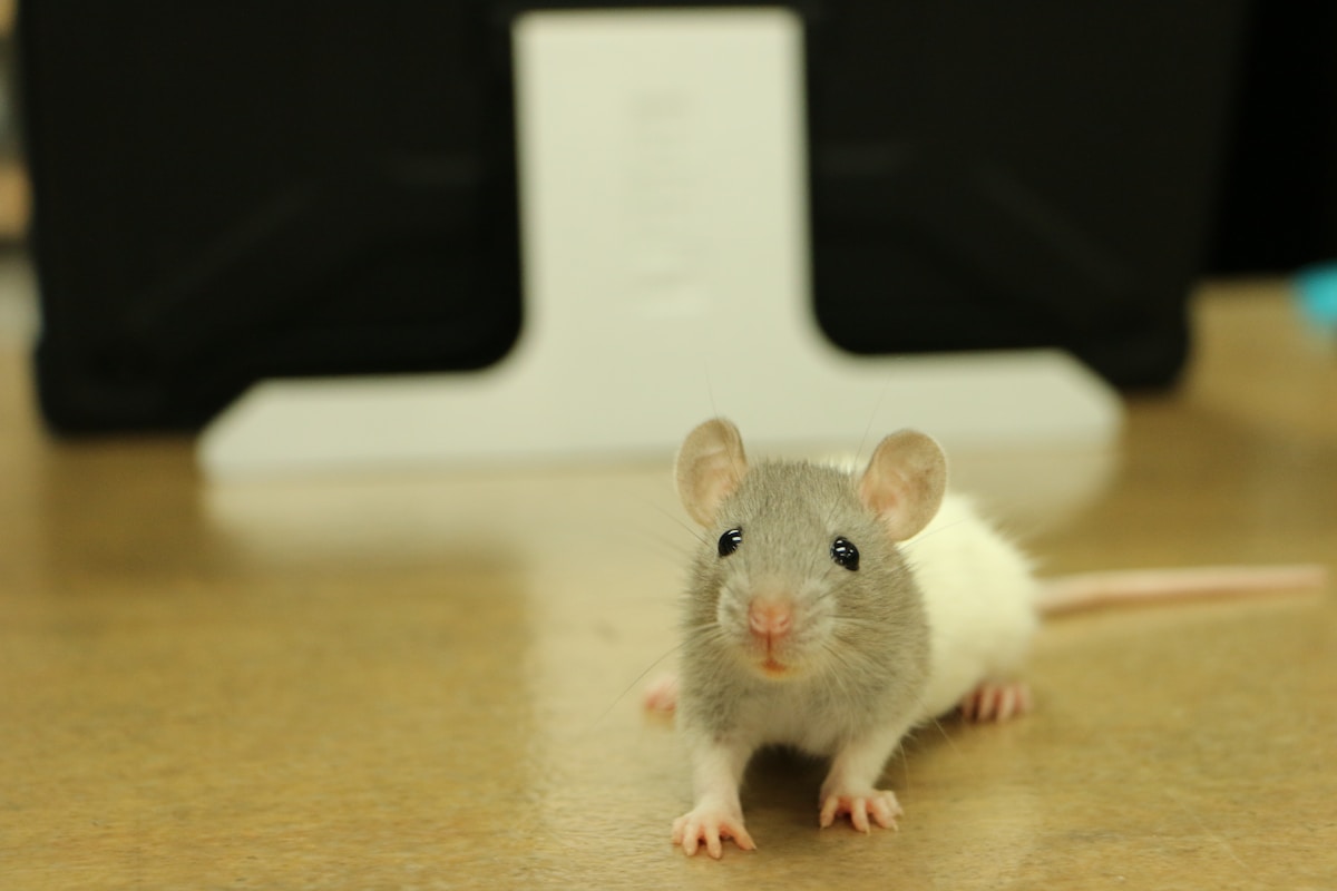 Old Mouse Livers Get Young Again With Secret Bacteria Trick