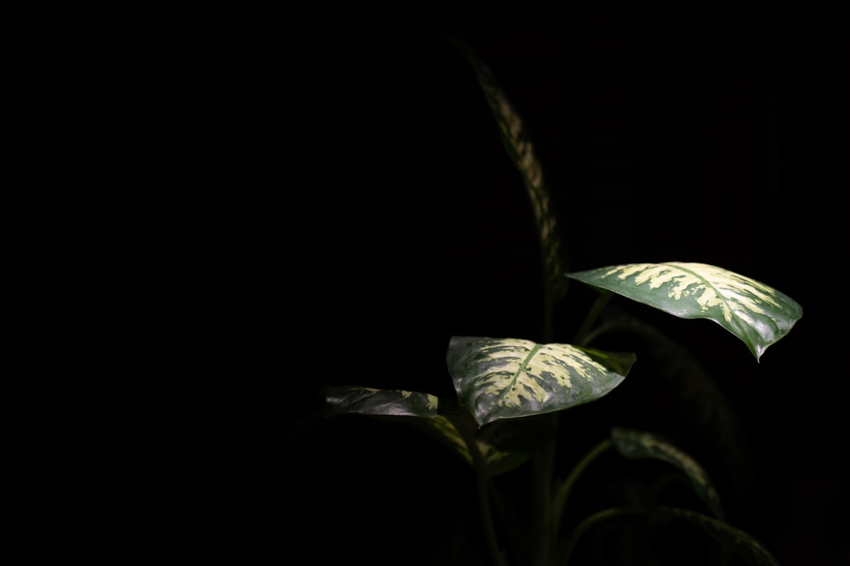 Everything Alive Glows With Secret Light You Can't See!