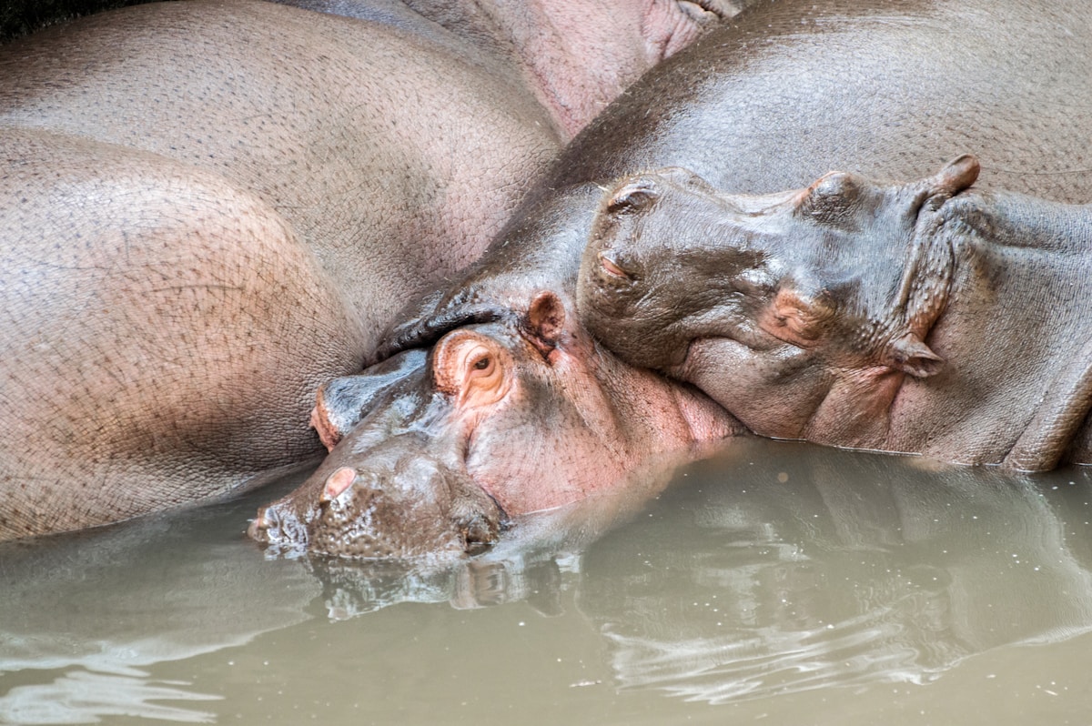 Meet Bumpy the Hippo: Orphaned Baby Gets Second Chance at Home