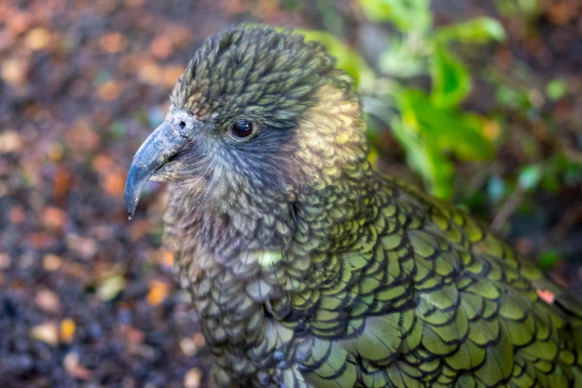 World's Chonkiest Parrot Has Nearly 100 Fluffy Babies!