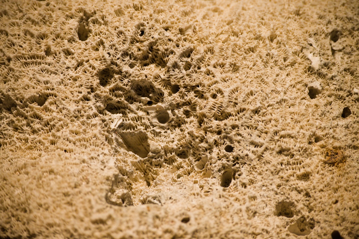 Ancient Fossils Reveal Secret Life from 540 Million Years Ago