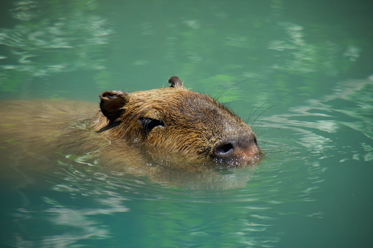 A Adorable Giant Rodent Baby Is Born in Scotland After 18 Years!