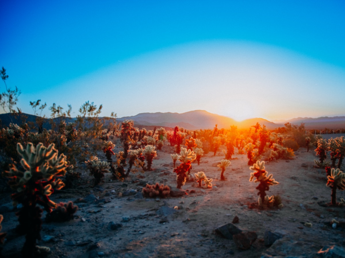 Desert Cacti Are Evolving Super Fast—Here's Why