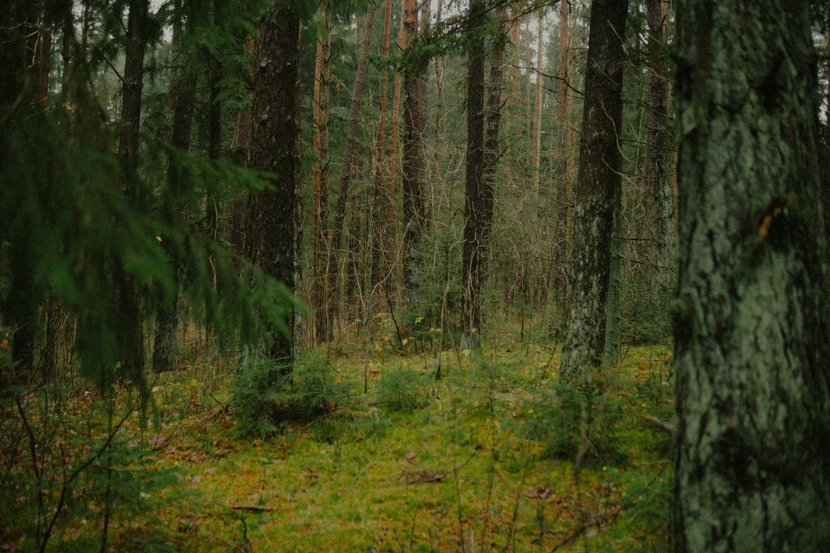 Lightning Makes Forest Trees Glow and Twinkle Like Magic!