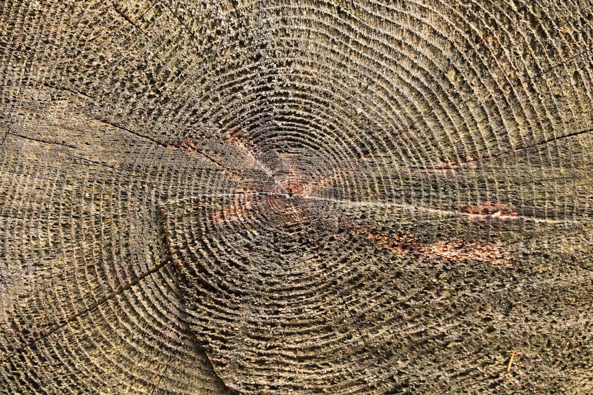 Ancient Trees Reveal Hidden Solar Storm from 800 Years Ago