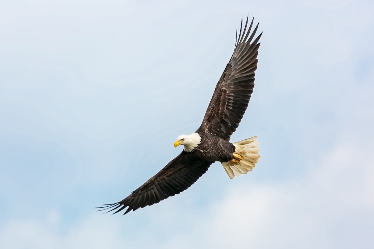 Giant Eagles With 7-Foot Wings Return to UK Skies!