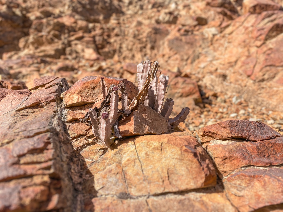 Amazing Dinosaur Skull Found in Spain Reveals Ancient Secrets!