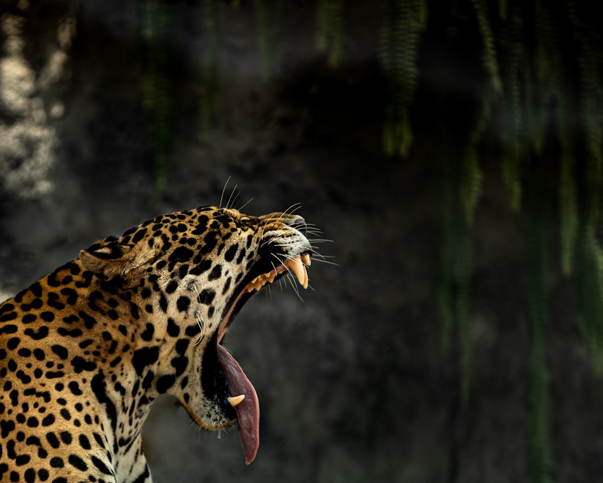 Big Cat Secret: Jaguars Can Meow Just Like House Cats!