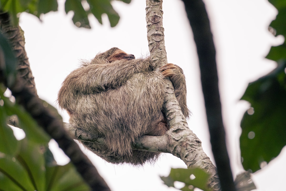 A Sloth Baby Just Born in Scotland for the Very First Time!