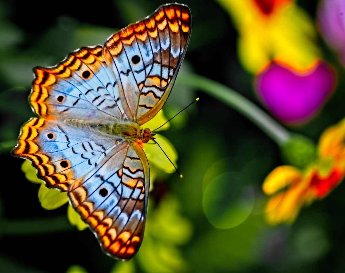 Pick Your Favourite Butterfly! Britain Votes for its Flutteries Champion