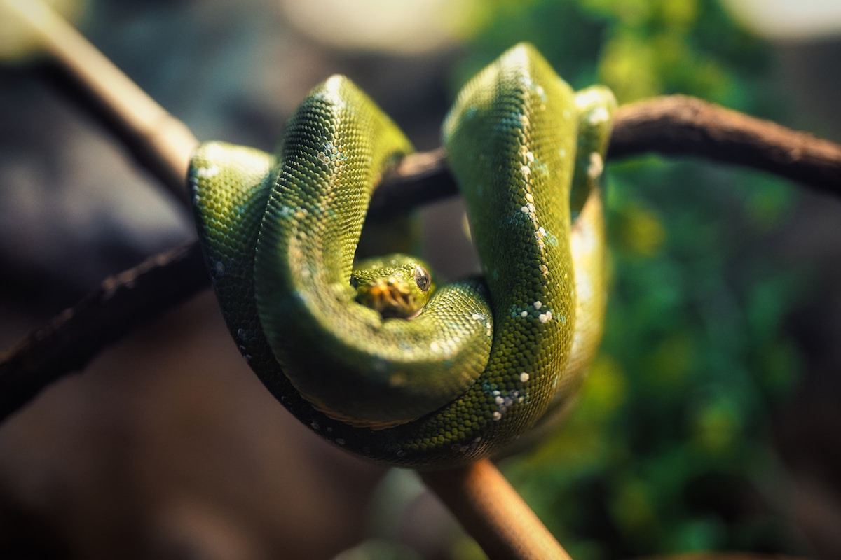 Sneaky Tree Snakes Stand Up Like Magic—Here's How!