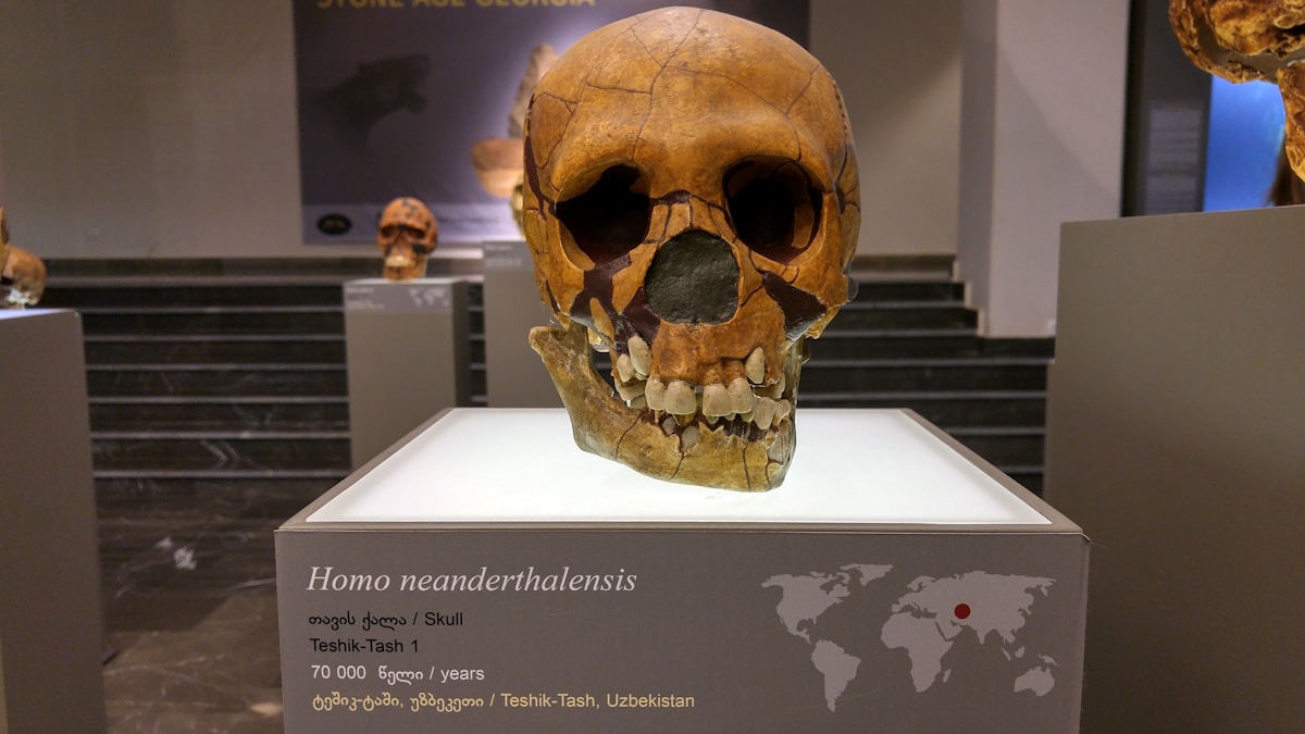 Ancient Neanderthals Had Tooth Problems Too!